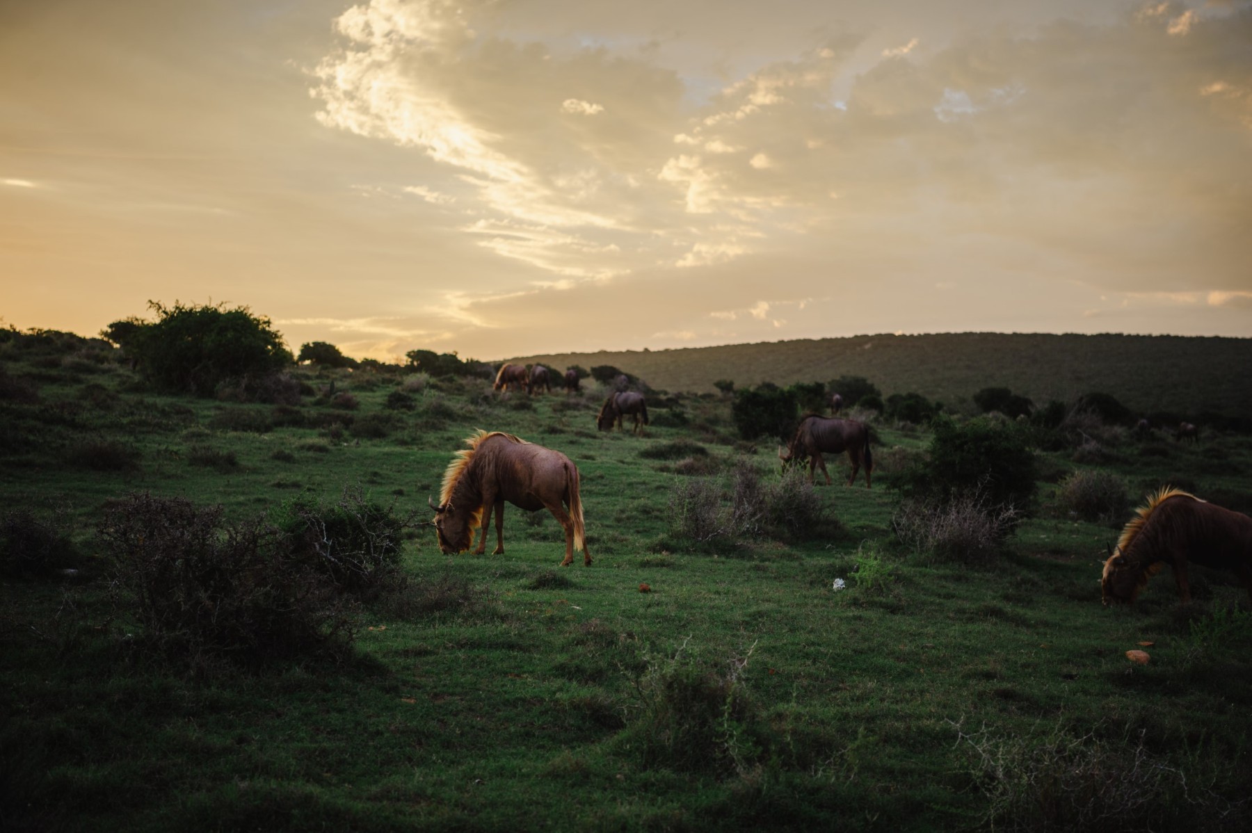 Longhill Reserve landscape and adventure