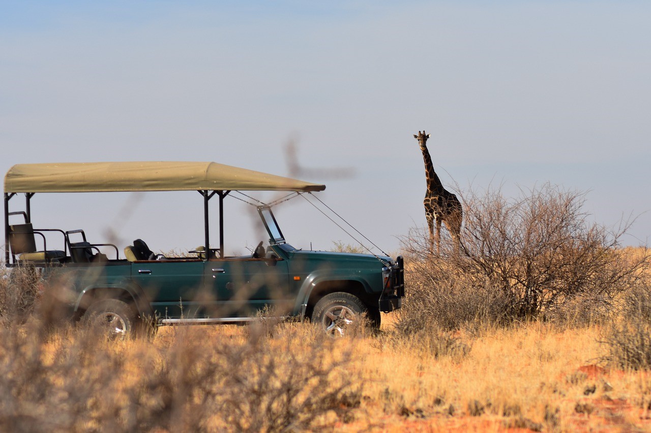 Morning game drive
