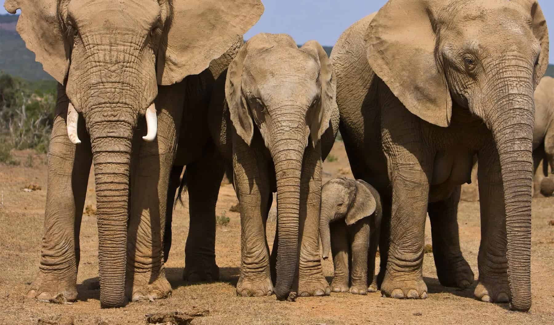 African elephant in the Eastern Cape
