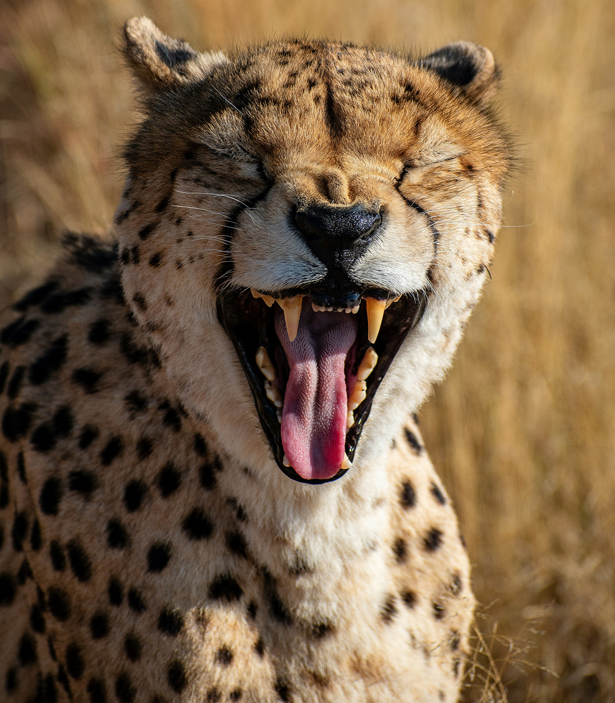 Cheetah on the reserve