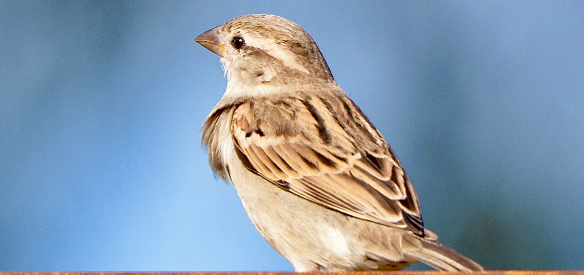 Birdlife encounter at Longhill