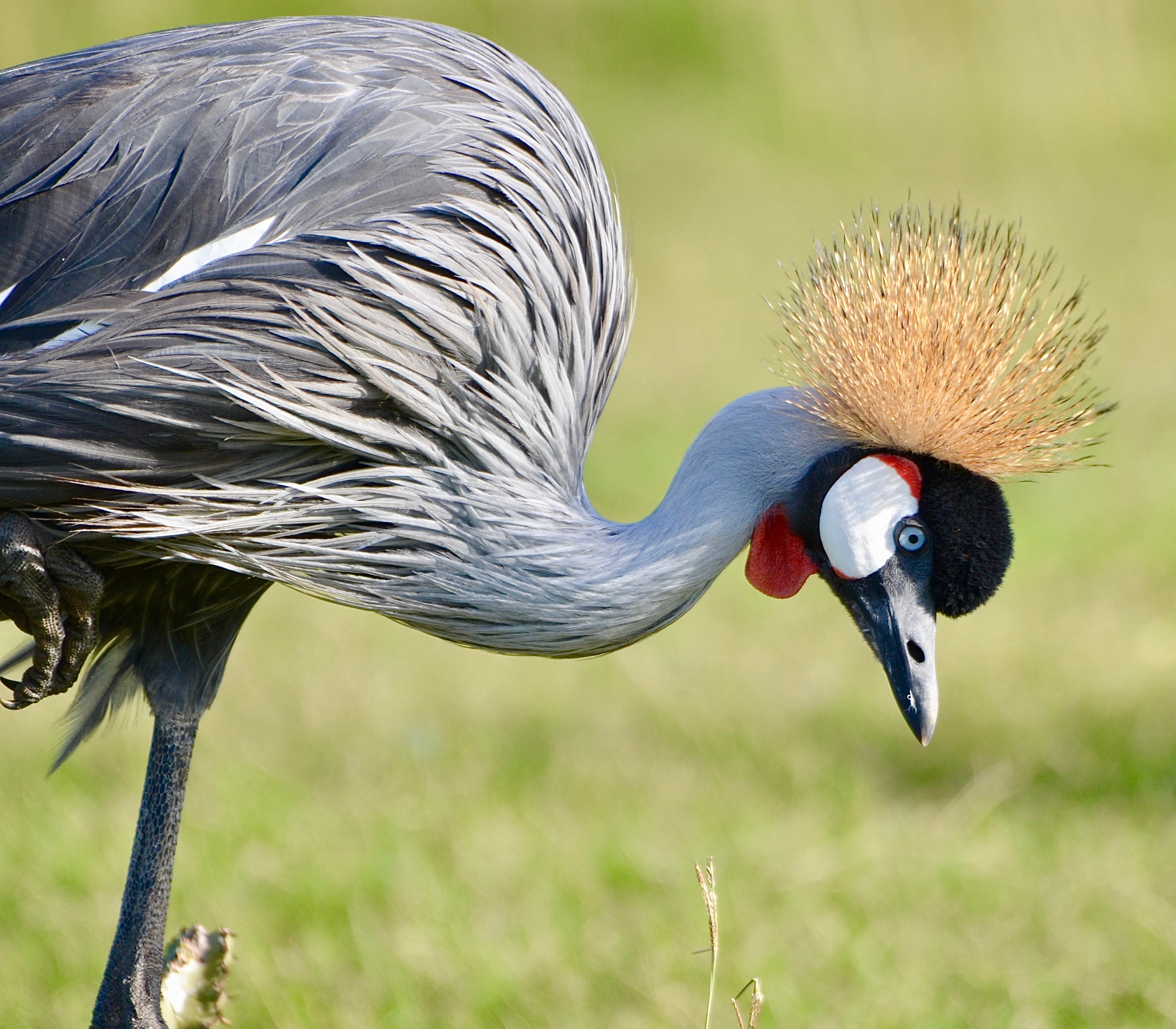Grey crowned crane at Longhill Reserve