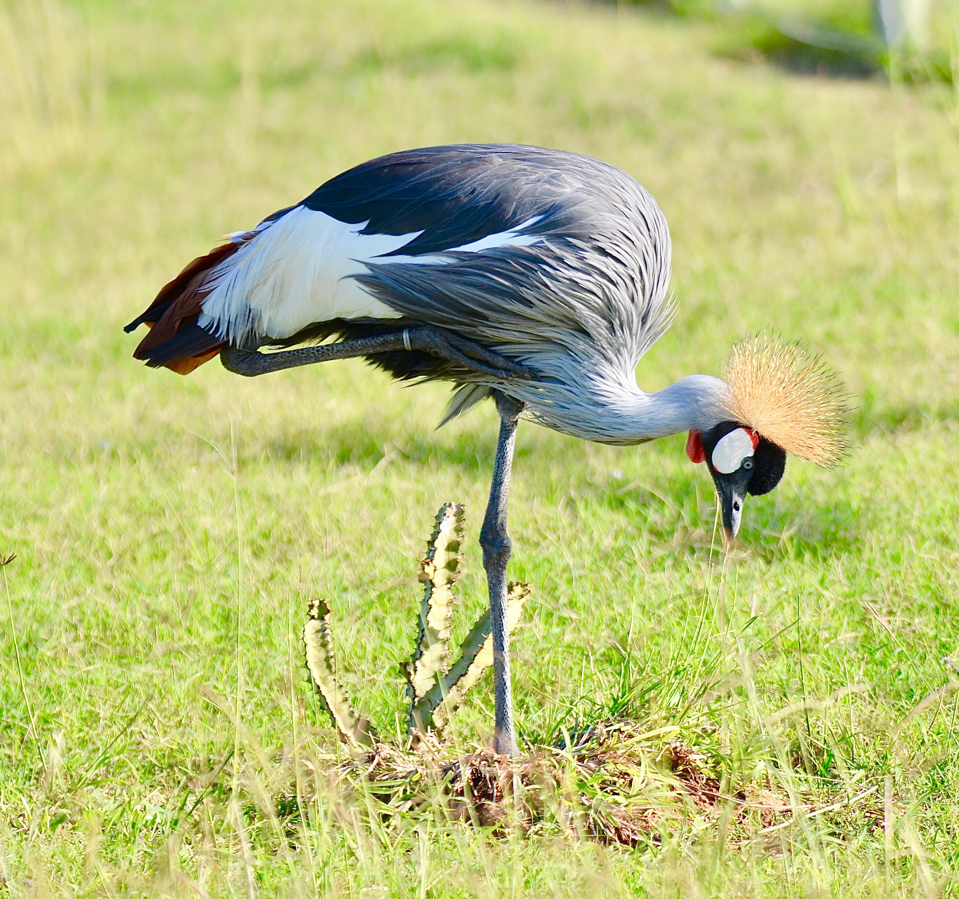 Grey crowned crane in the Eastern Cape