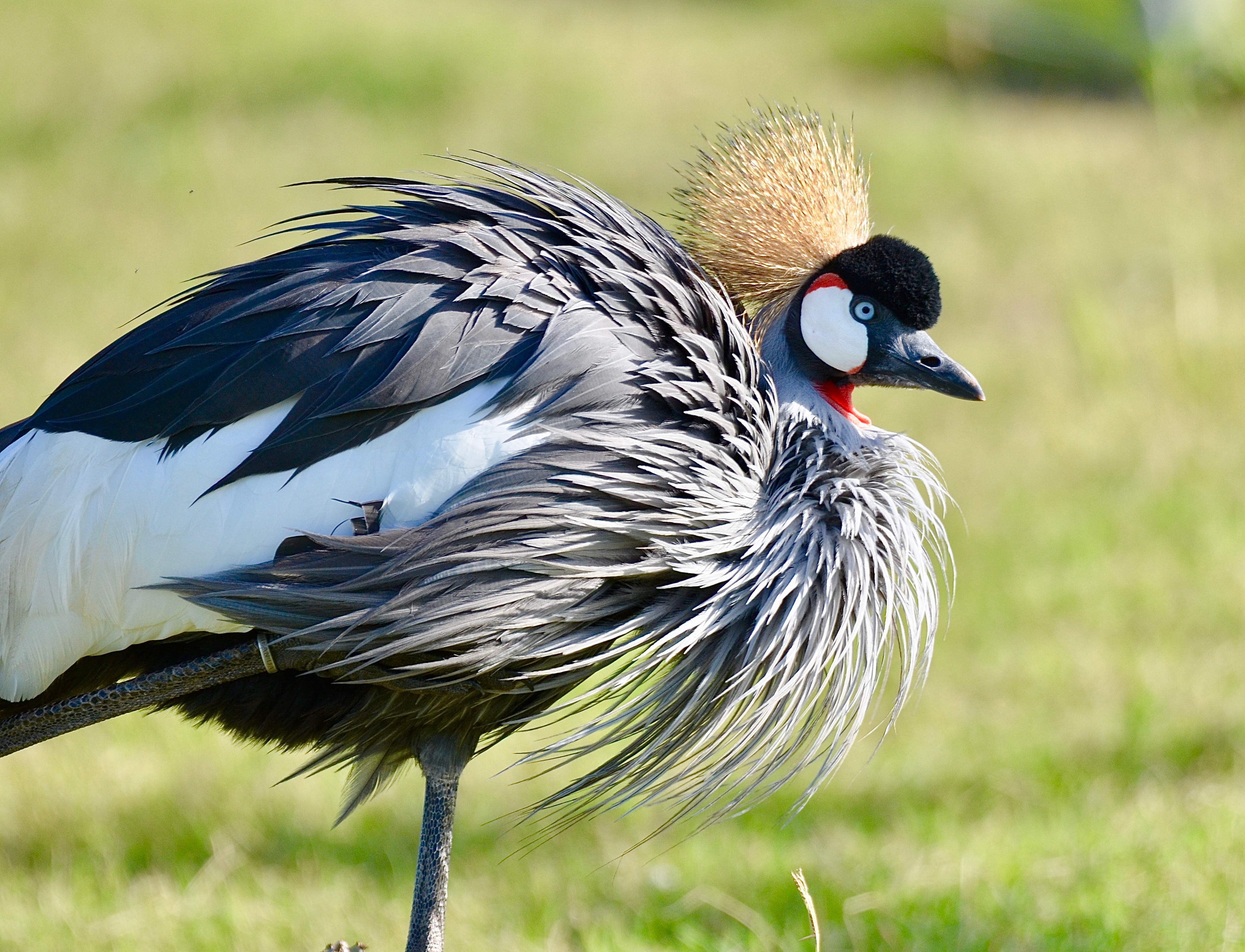 Guided wildlife observation