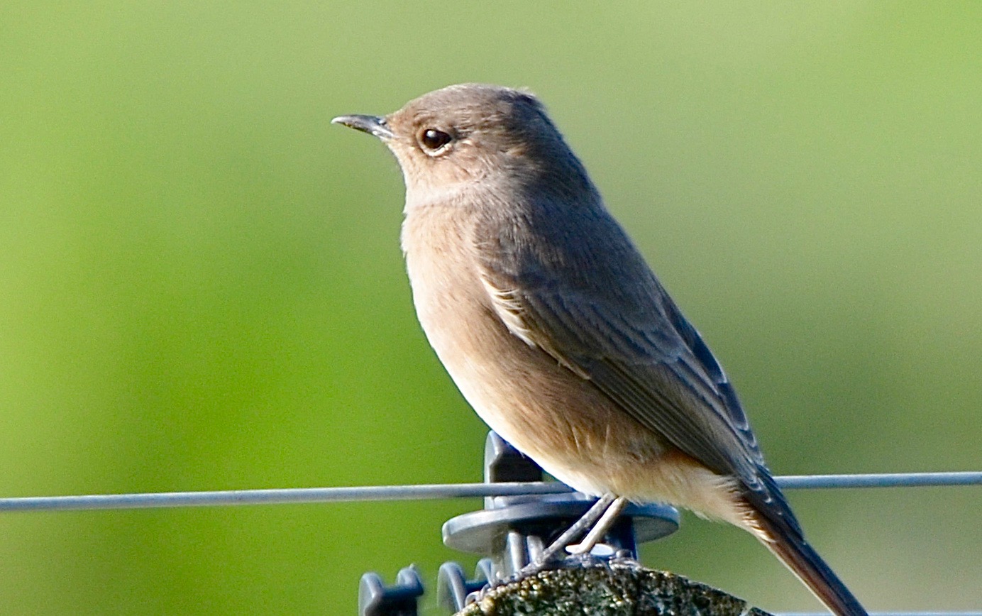 Wildlife encounter on Longhill Reserve