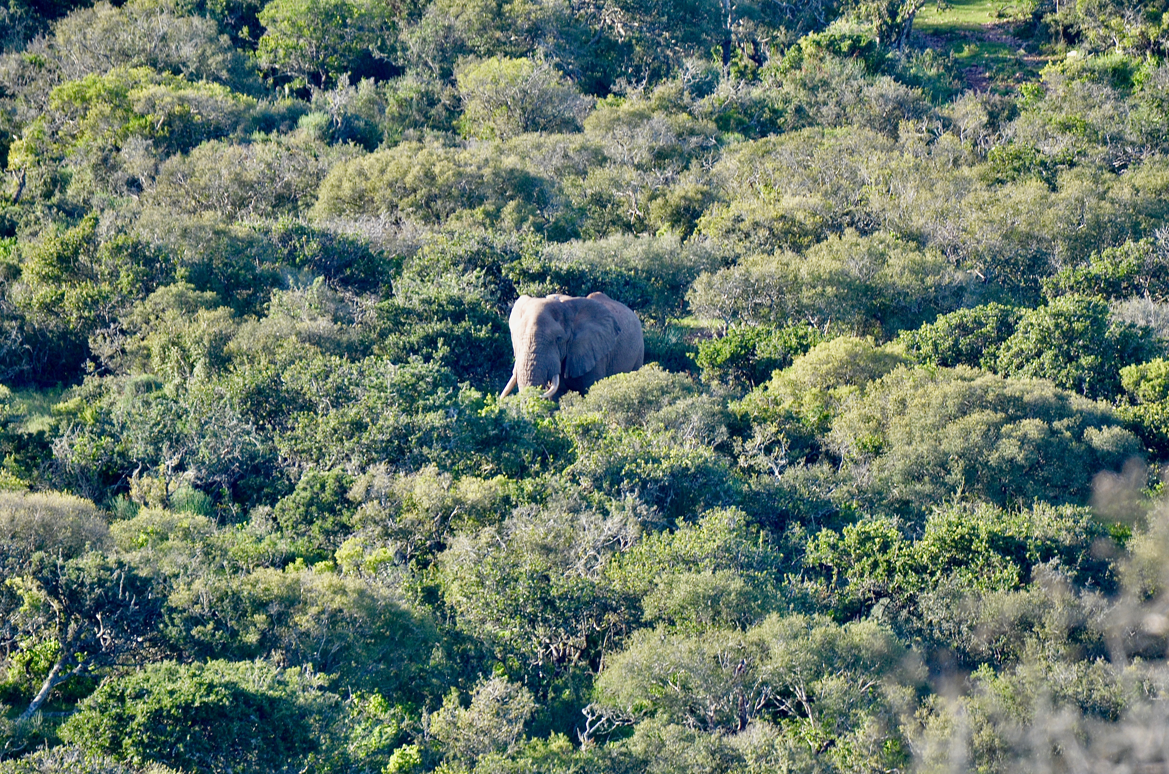 Elephant moving through Longhill thicket