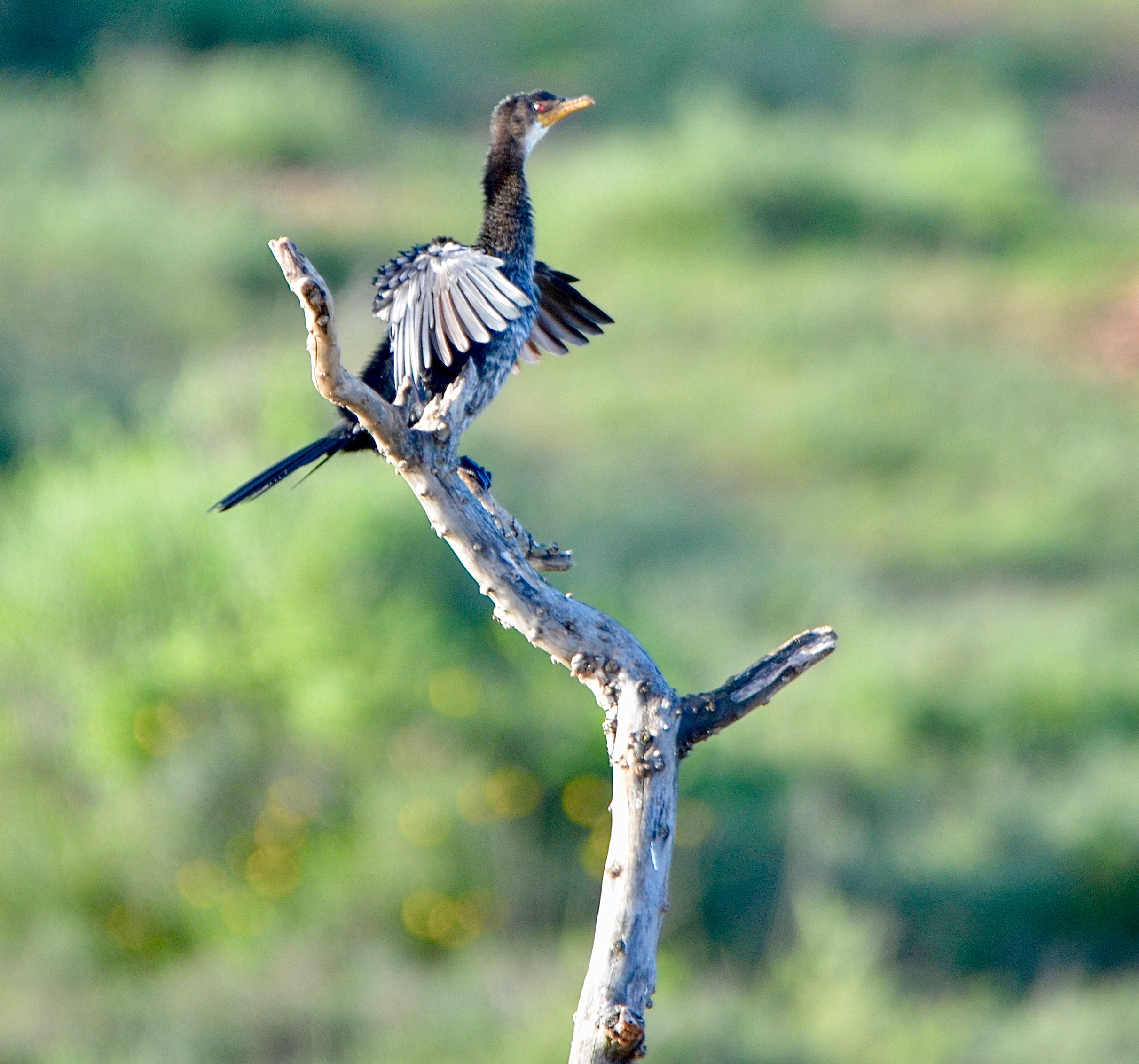 Reed Cormorant at Longhill Reserve