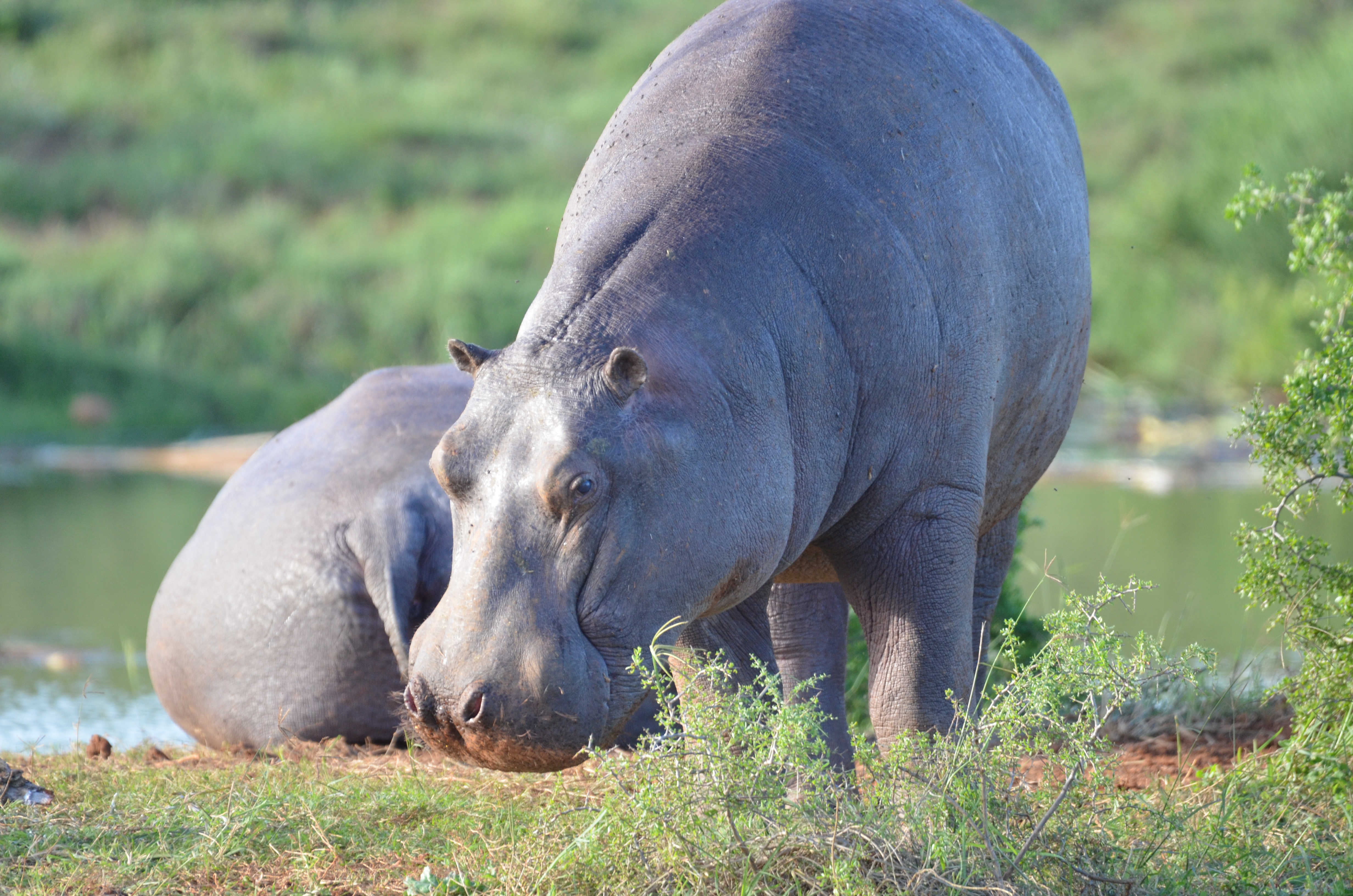 Hippopotamus at the reserve waterhole