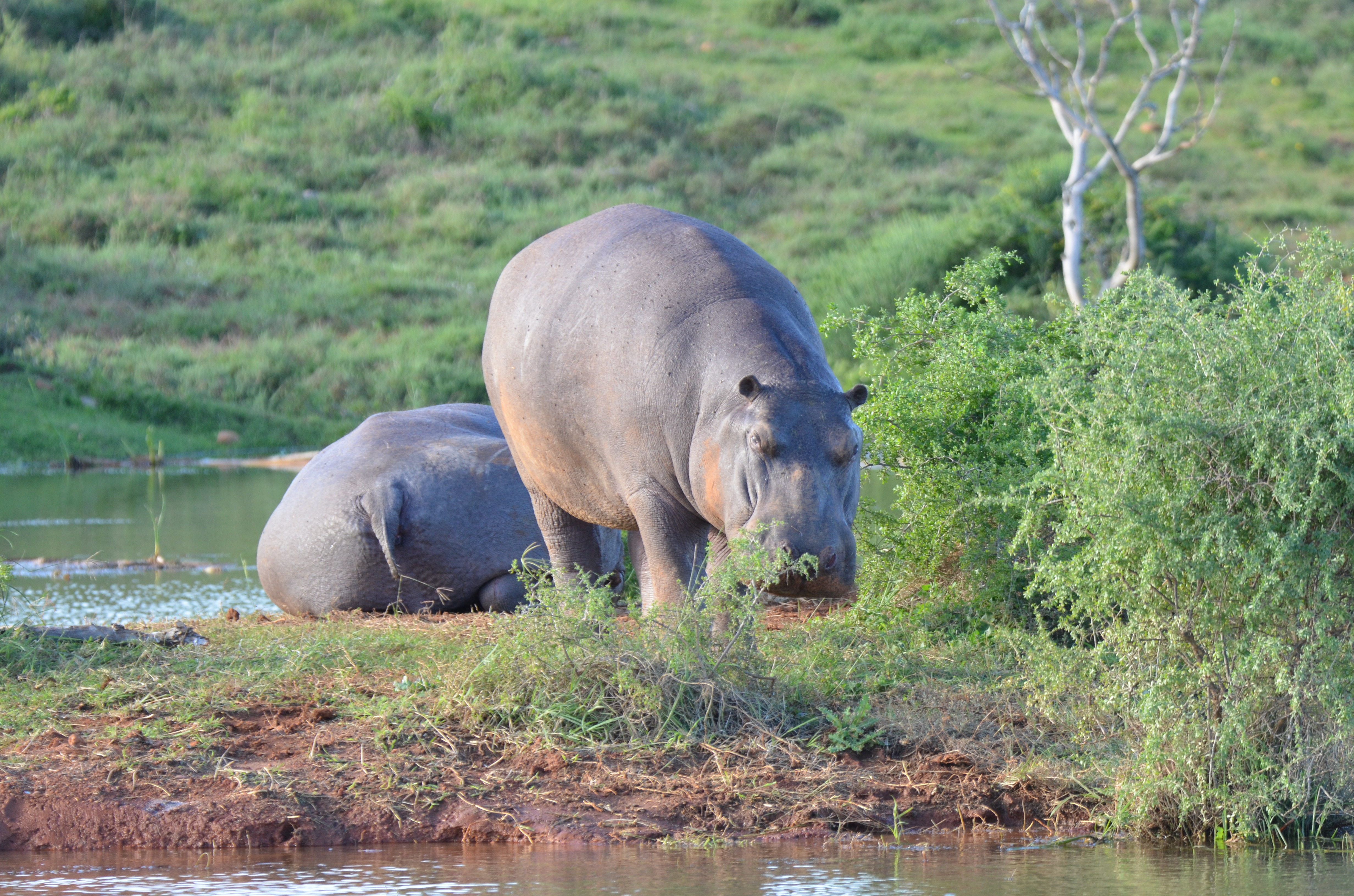 Hippopotamus family by the water