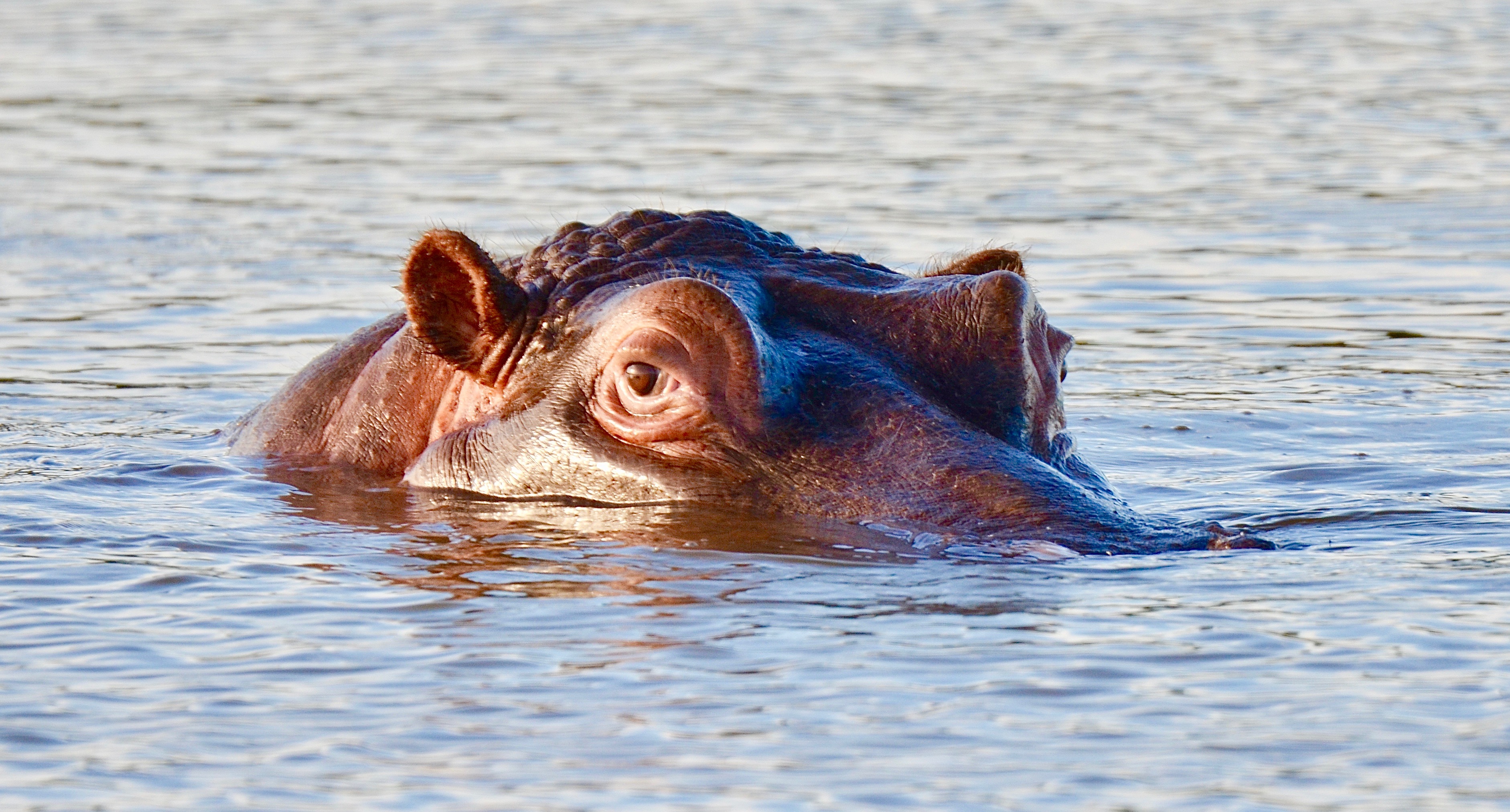 Hippopotamus in the Longhill waterhole
