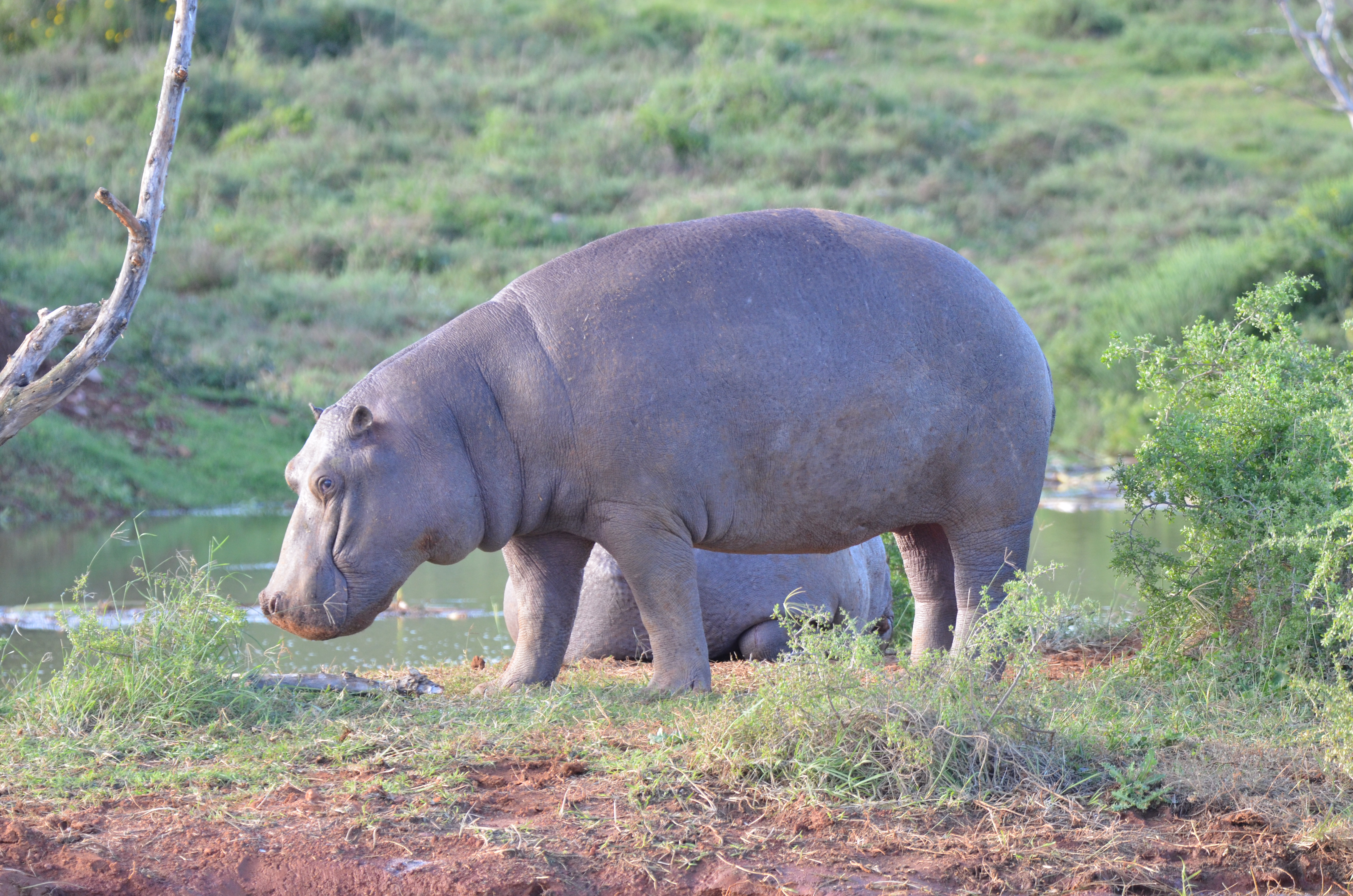 Hippopotamus on the Longhill Reserve