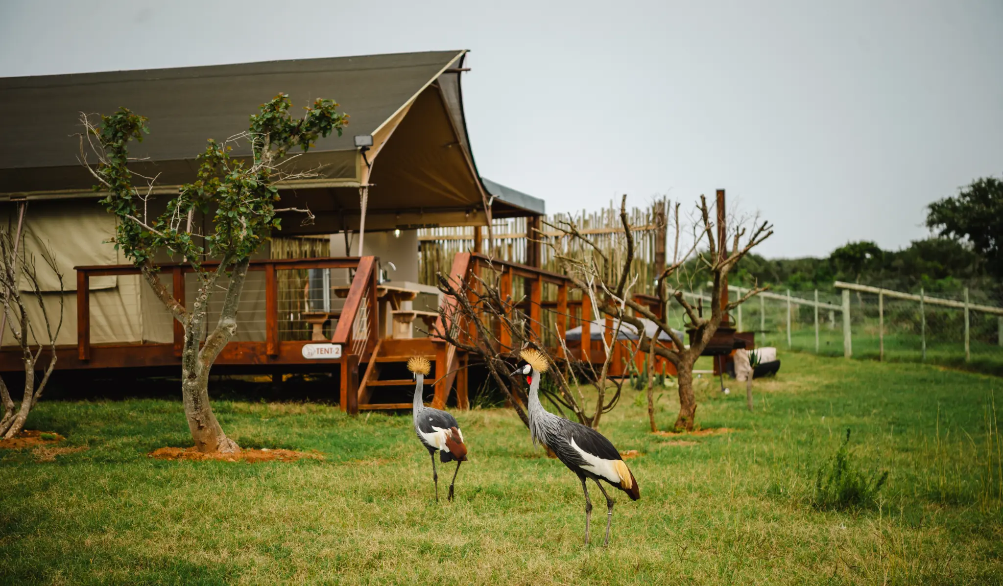 Grey crowned cranes beside a Luxury Tent