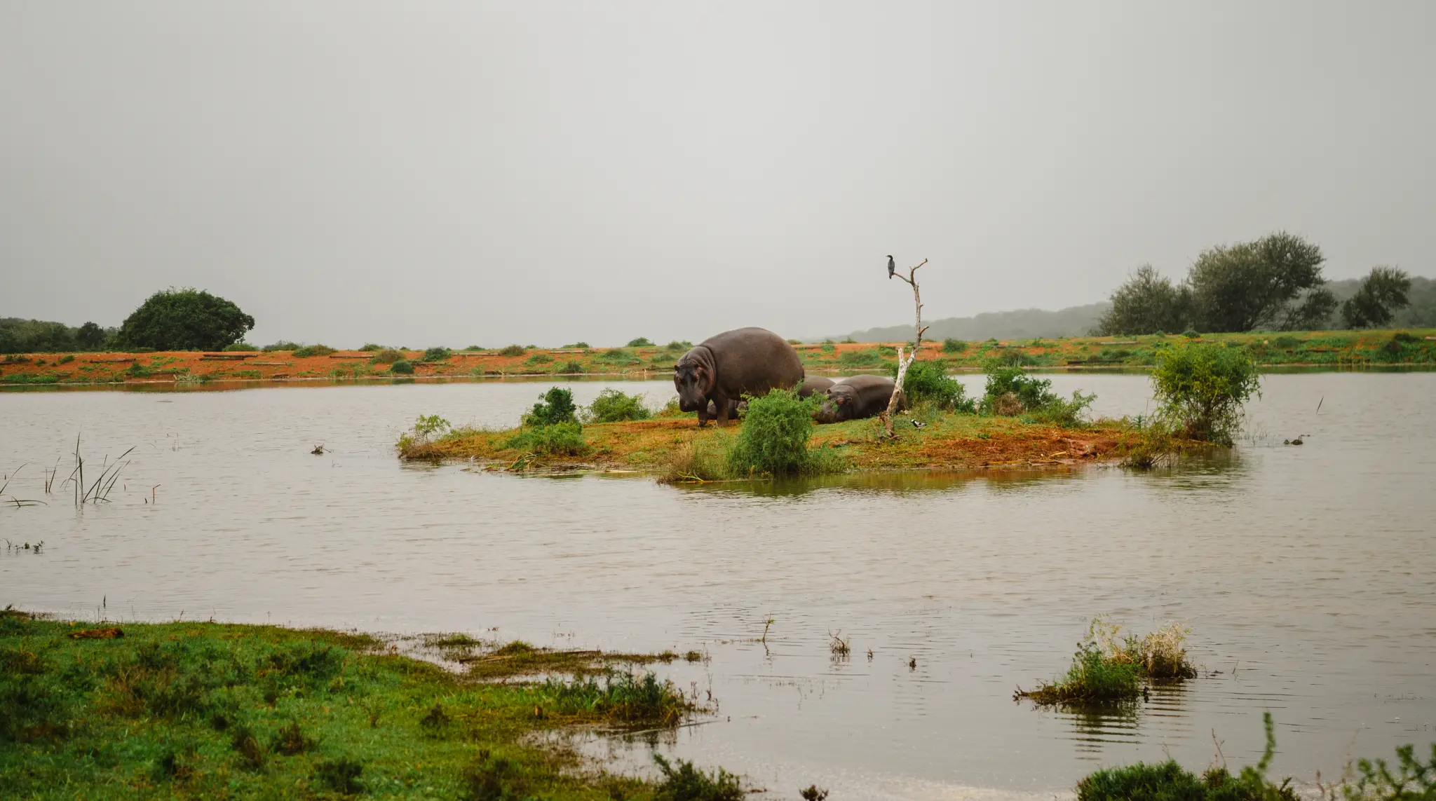 Hippopotamus at the Longhill waterhole