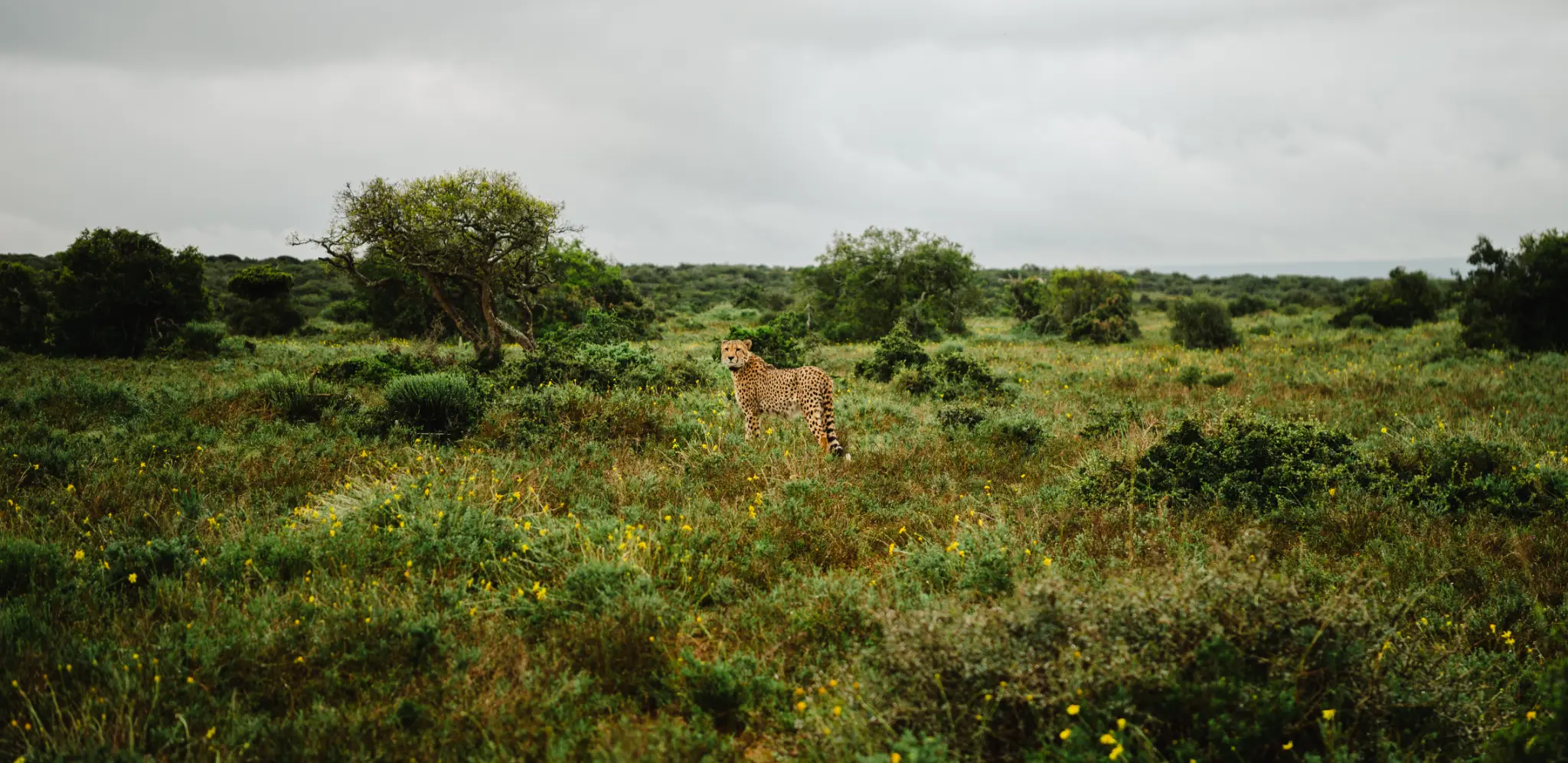 Cheetah on Longhill Reserve